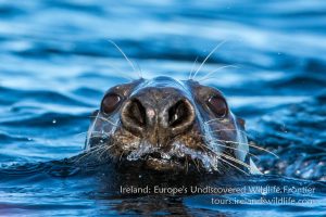 Grey seal wildlife holiday Ireland