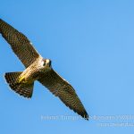 See Peregrine Falcon, the fastest bird on earth, on an Irish wildlife holiday on the Wild Atlantic Way