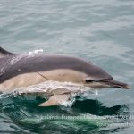 Common dolphins are regularly seen on wildlife holidays in Ireland