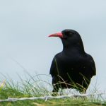 Chough are common on Ireland's south coast