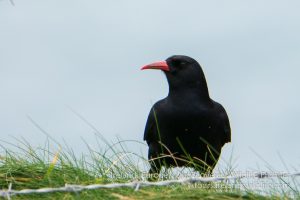 Chough are common on Ireland's south coast