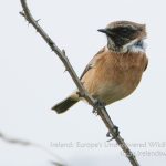 Stonechat: wildlife and bird watching short breaks and holidays