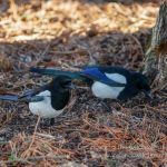 Magpies foraging