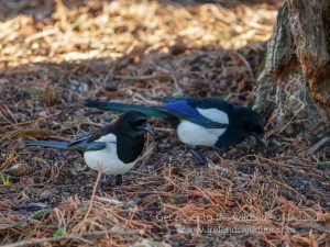 Magpies foraging