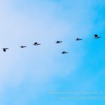 Brent geese in flight -- Panasonic Lumux G9