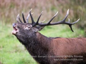Red Deer Rut, Killarney National Park -- wildlife guiding, holidays and short breaks in Ireland