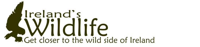 Advertise your Irish Wildlife Tour business