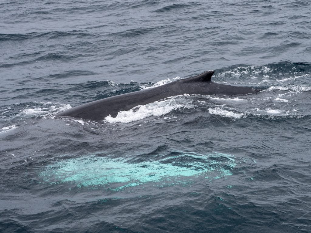 Humpback Whale, West Cork, Ireland