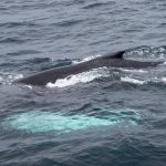 Humpback Whale, West Cork, Ireland