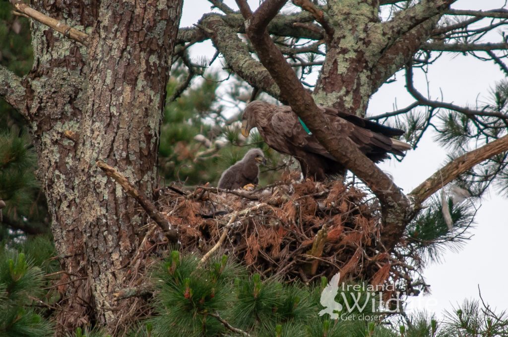 White-tailed Eagle Found Dead in Kerry