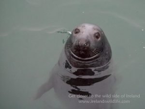 Grey seal, low light