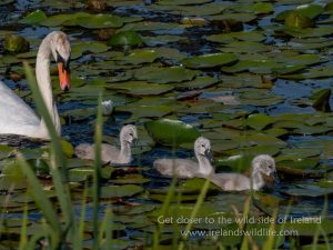 Mute swan and Cygnets