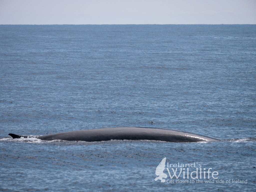 A fin whale surfaces off the West Cork coast