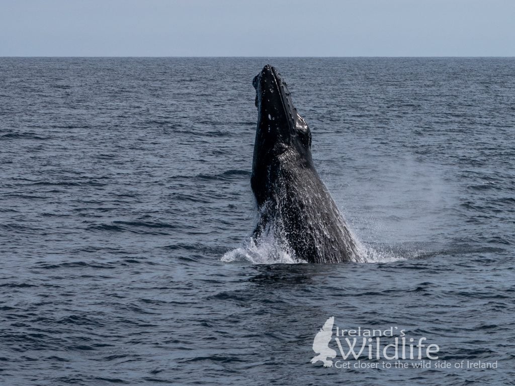 Breaching Humpback Whale, Wildlife Tours Ireland