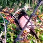 Rose-coloured starling