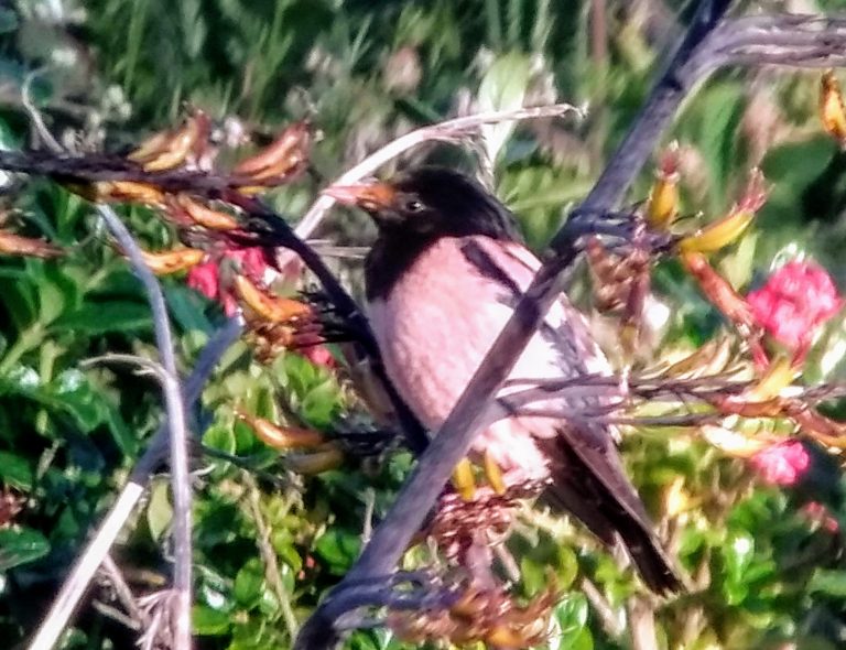 Rose-coloured starling