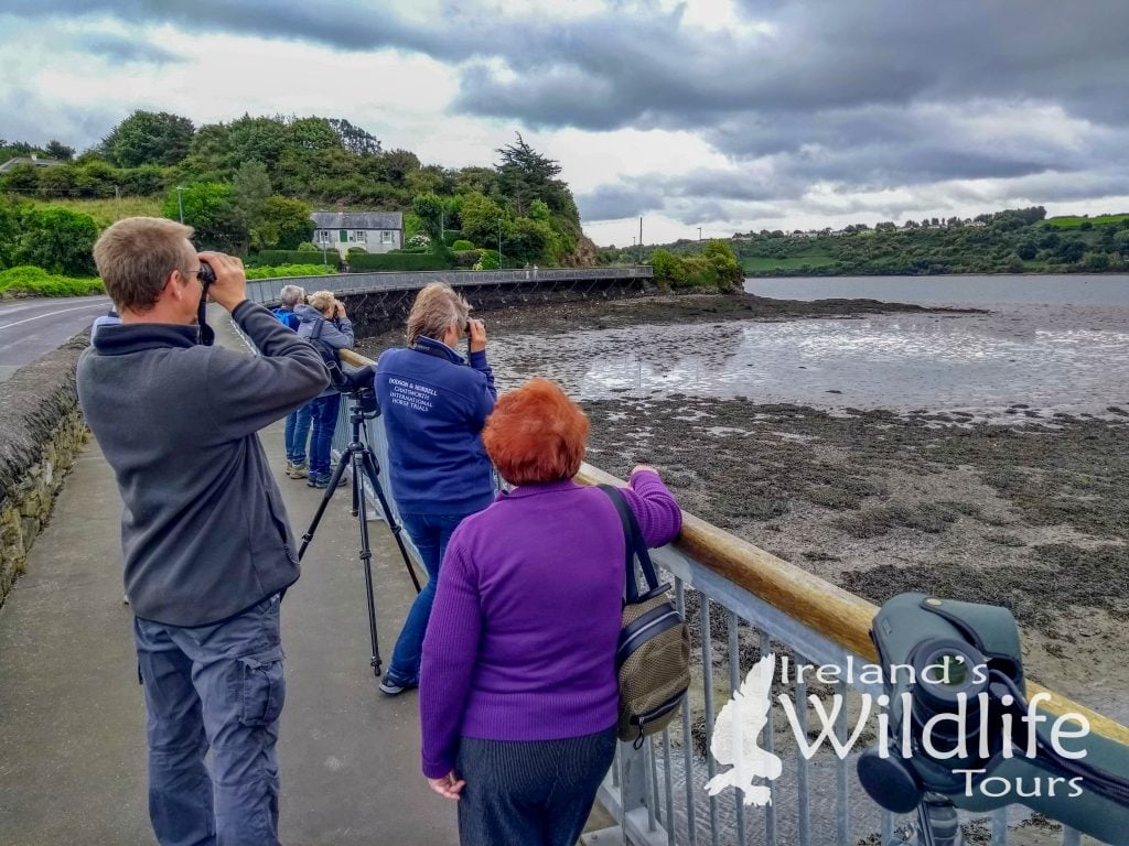 Wildlife Holiday Europe: watching Bottlenose Dolphins, Otter and Harbour Seal in Kinsale