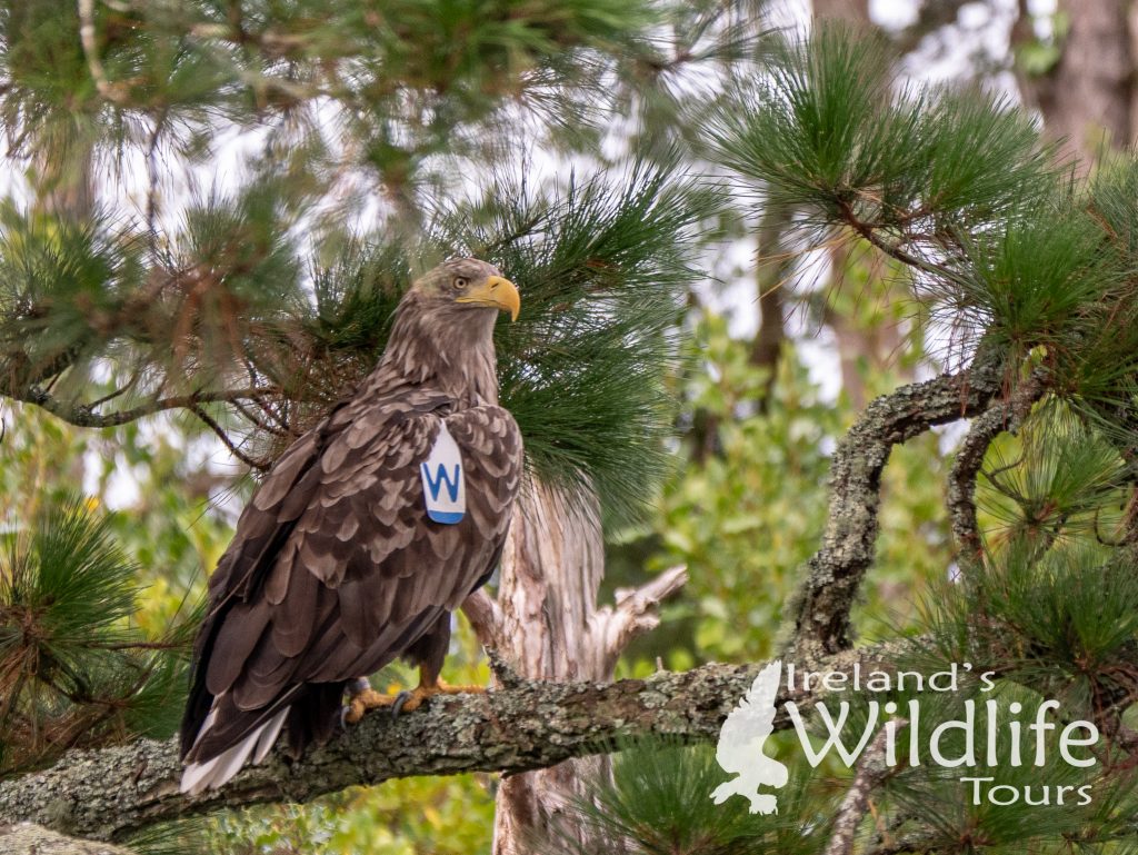 White-tailed Eagle: Wildlife Holidays in Ireland