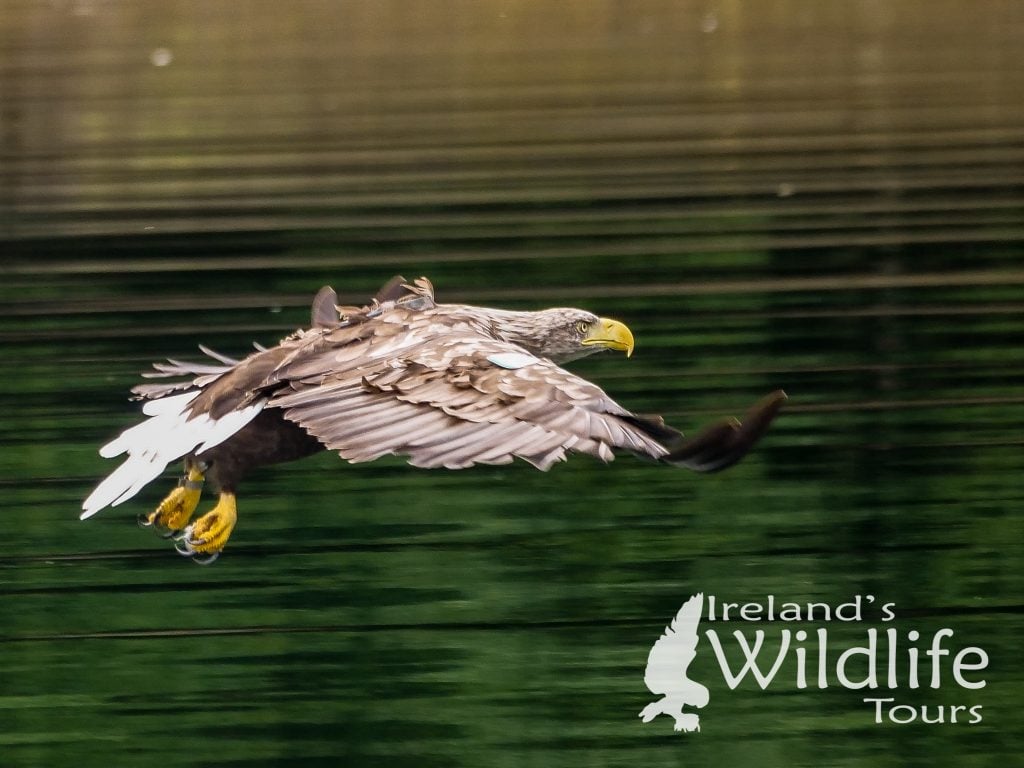 White-tailed Eagle, West Cork, Ireland