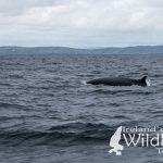 British Wildlife Holiday Alternative: Fin Whale of Ireland's Wild South Coast