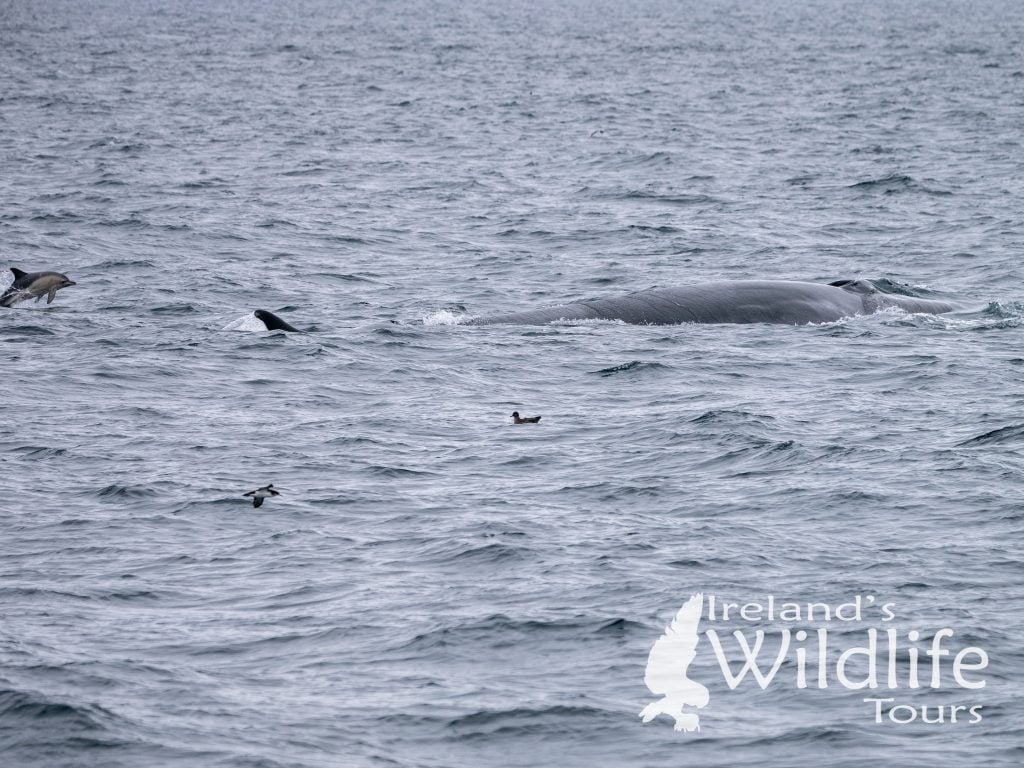 Wildlife Holiday Europe: Fin Whale, Common Dolphin, Manx and Sooty Shearwater