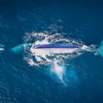 Fin Whale Aerial Shot