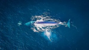 Fin Whale Aerial Shot