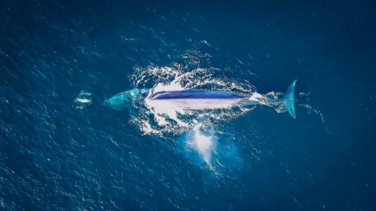 Fin Whale Aerial Shot