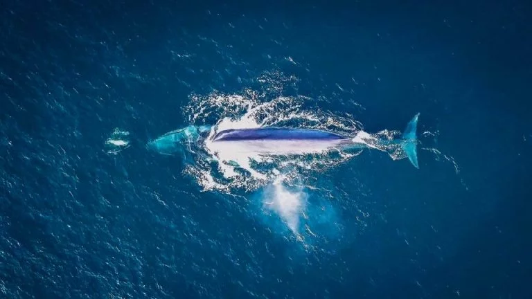 Fin Whale Aerial Shot