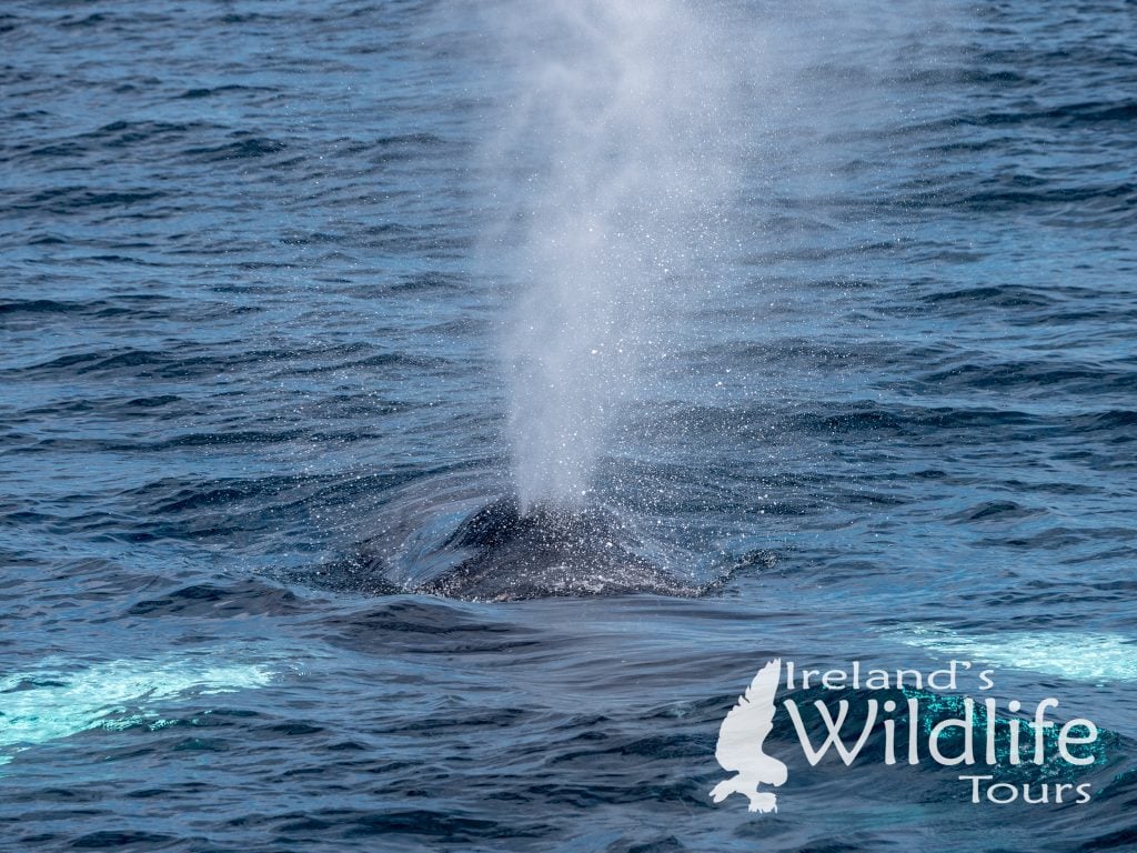 Humpback Whale Ireland's Wildlife Tours