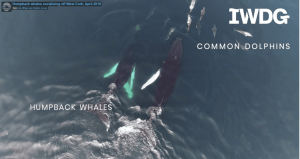 Humpbacks and dolphins West Cork