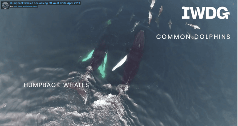 Humpbacks and dolphins West Cork