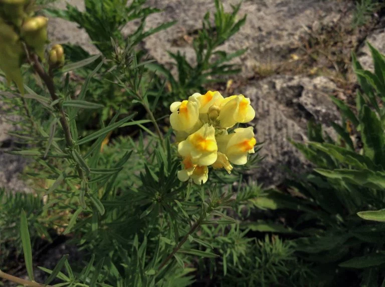Yellow Toadflax