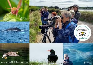 2019 Certificate of Excellence for Ireland's Wildlife Tours