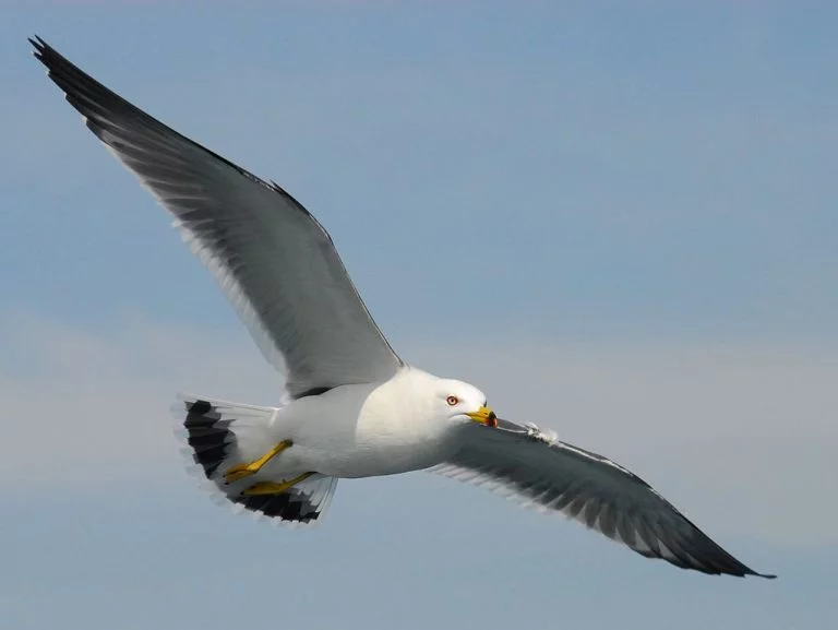 Black-tailed_gull