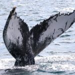 Humpback Whale match Cape Verde