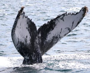 Humpback Whale match Cape Verde