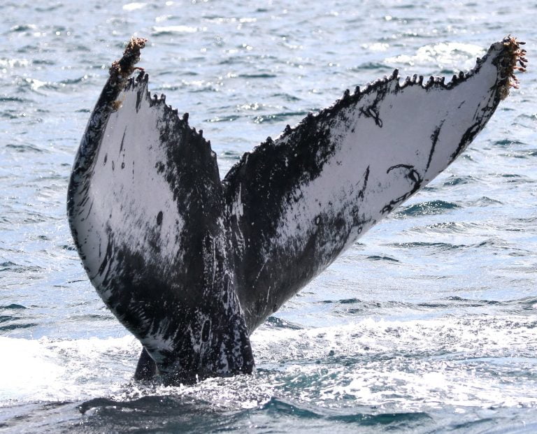 Humpback Whale match Cape Verde