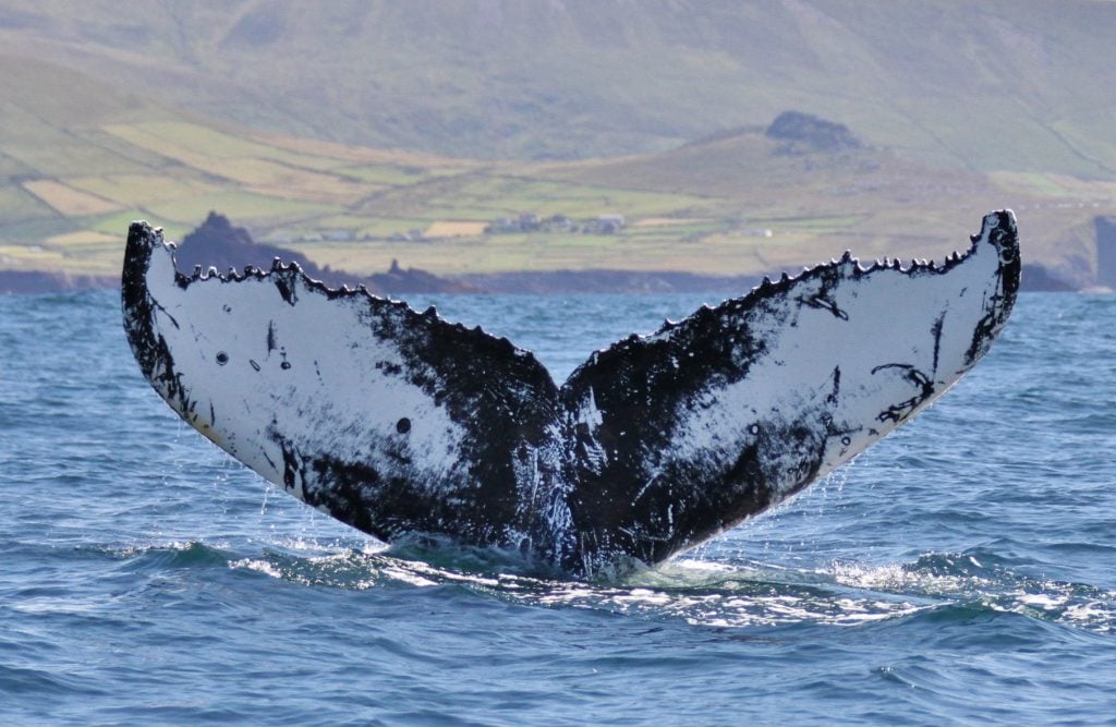Humpback Whale off the Blasket Islands in West Kerry