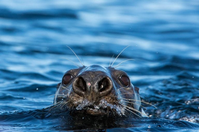 Grey Seal Bull