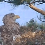 White-tailed eagle live webcam