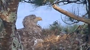 White-tailed eagle live webcam
