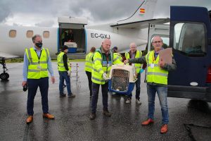 Irish White Tailed Eagle Population Boost