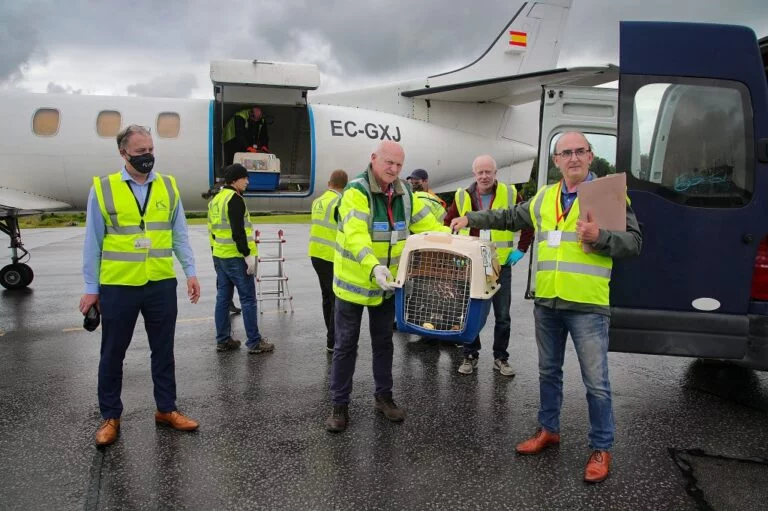 Irish White Tailed Eagle Population Boost