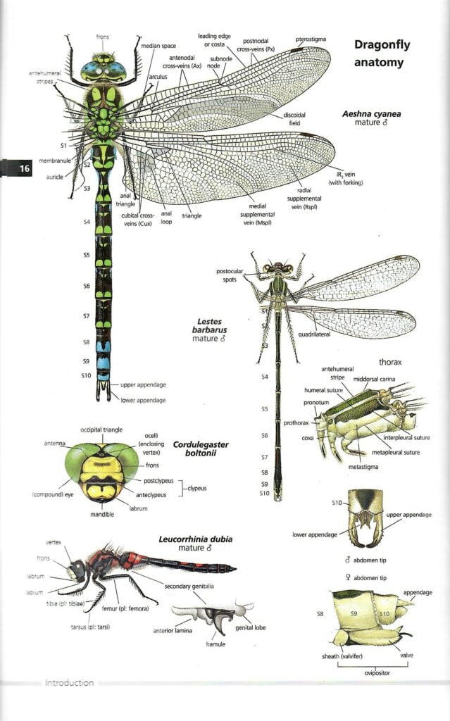 Book Review: Field Guide to the Dragonflies of Britain and Europe ...