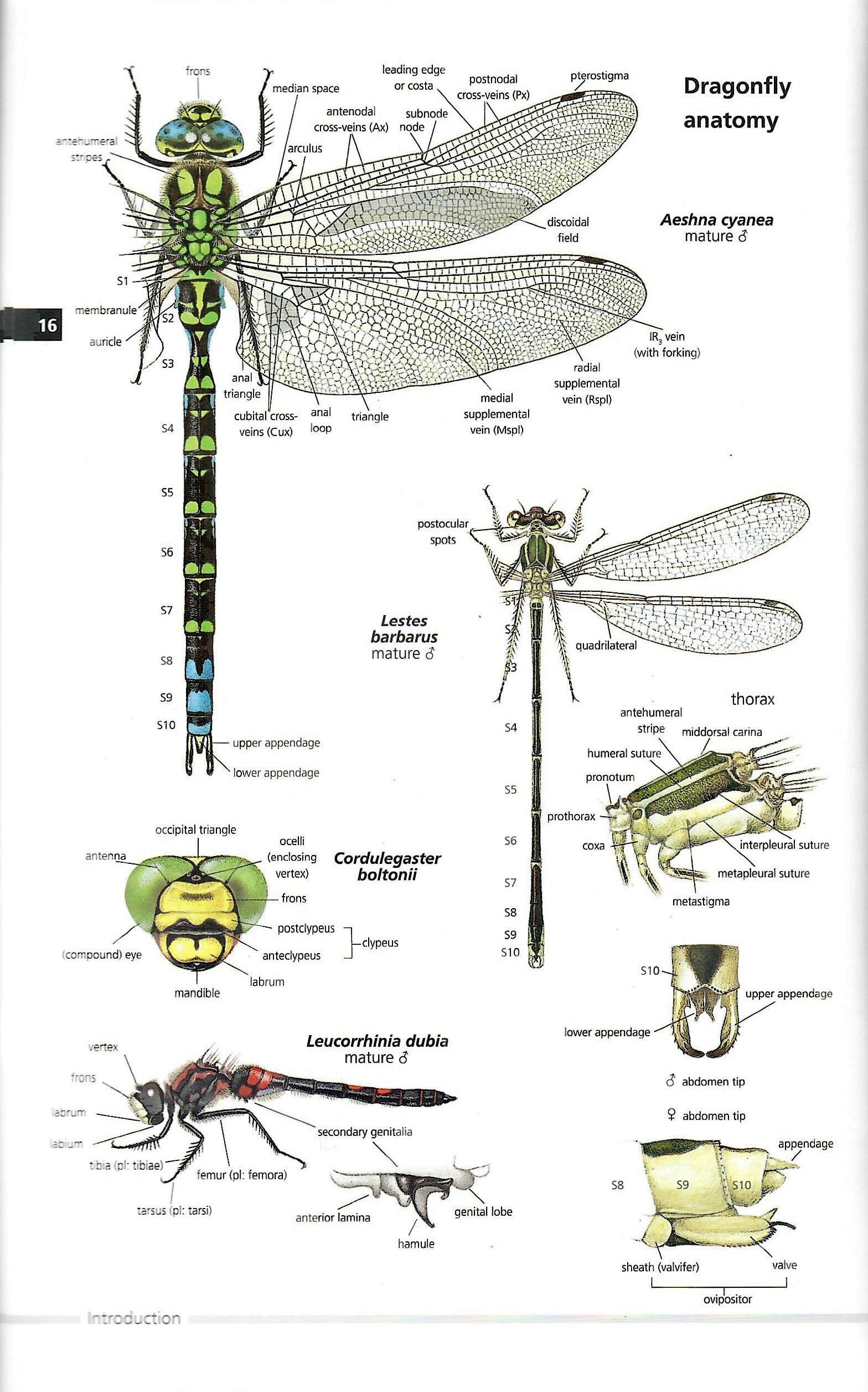 book-review-field-guide-to-the-dragonflies-of-britain-and-europe