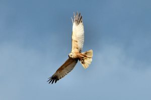 Marsh Harrier Breeds in Ireland Again