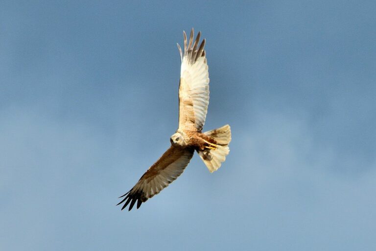 Marsh Harrier Breeds in Ireland Again