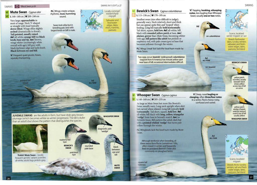 Swans-1-1024x740.png