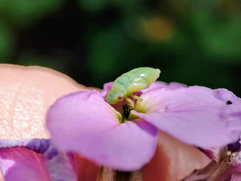Cuckoo Spit and Frog Hoppers - Spittle Bugs are not harmful